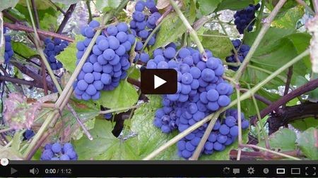 ��� �������� �� ������