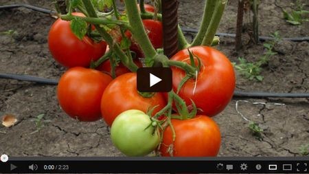 ����� �� ����������� �������