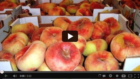 ����� ������� ����