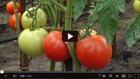 ���������� ����� ��� ������ ���� ����