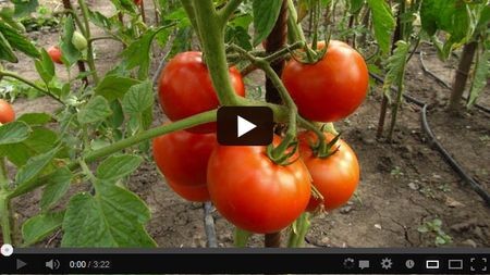 ����� ��� ������������ ������������ �������